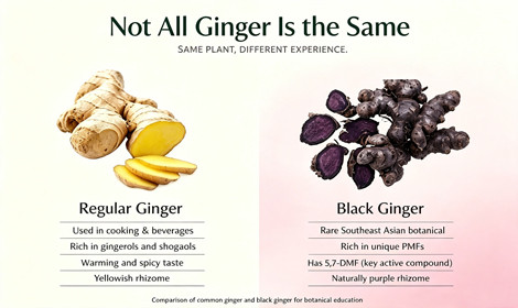 Black Ginger Extract Powder vs. Regular Ginger Extract